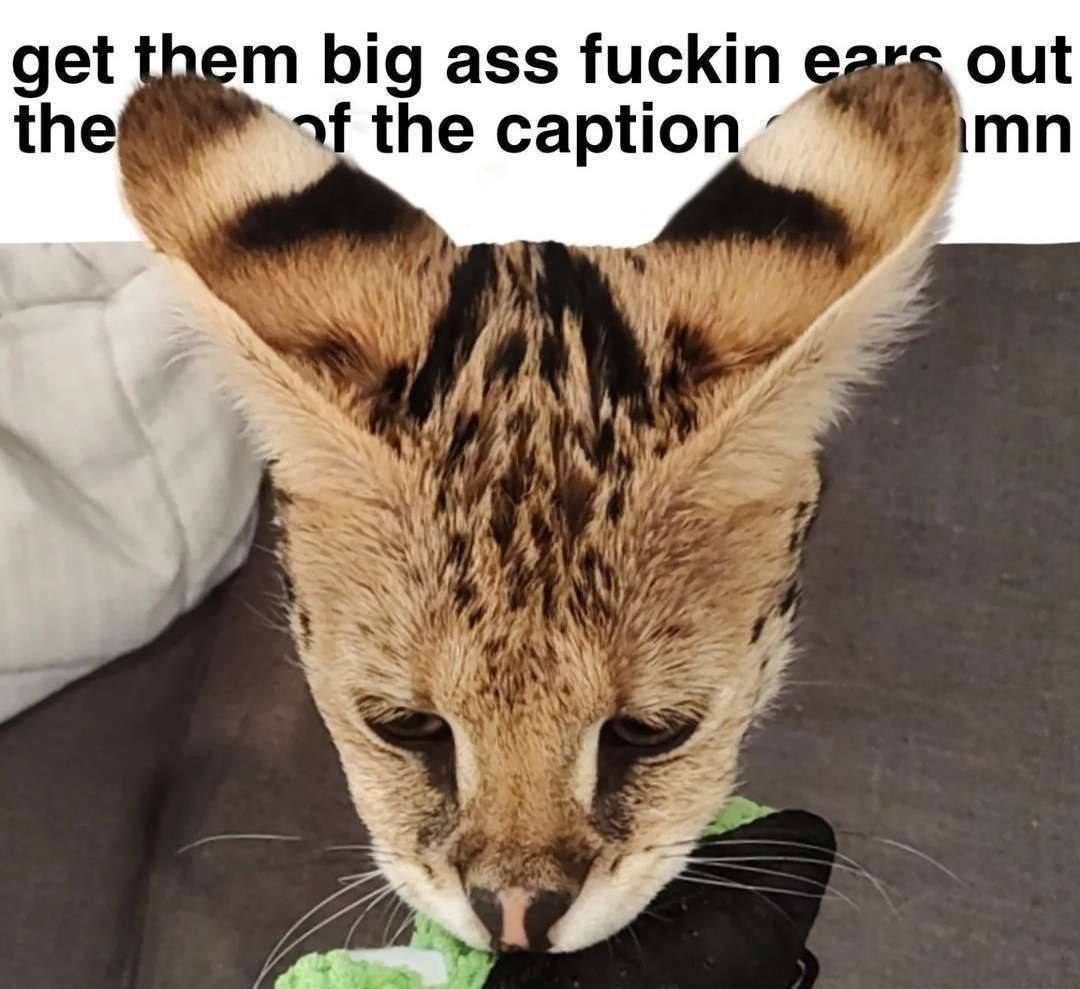 get them big ass fuckin out the the caption,