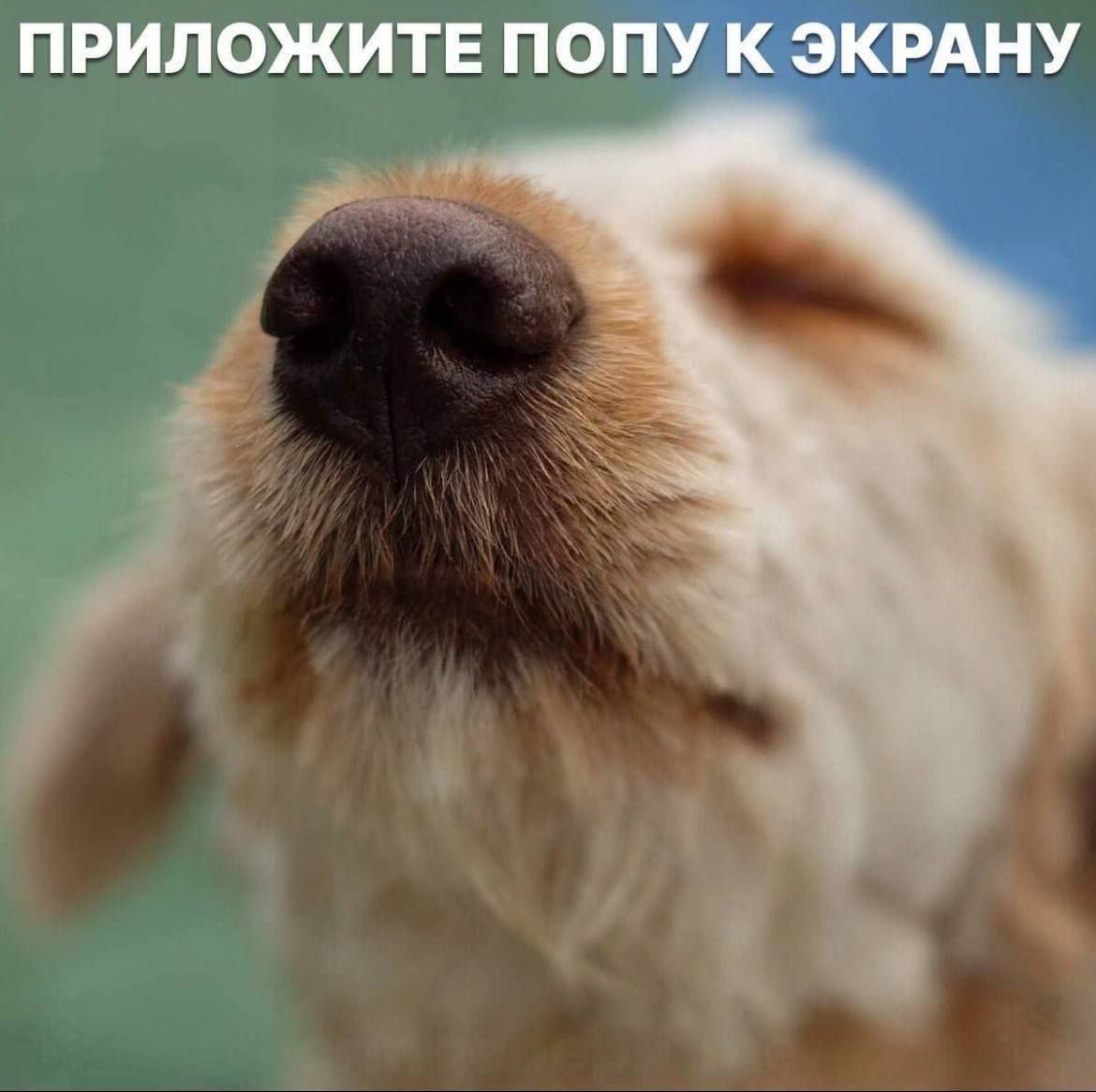ПРИЛОЖИТЕ ПОПУ К ЭКРАНУ