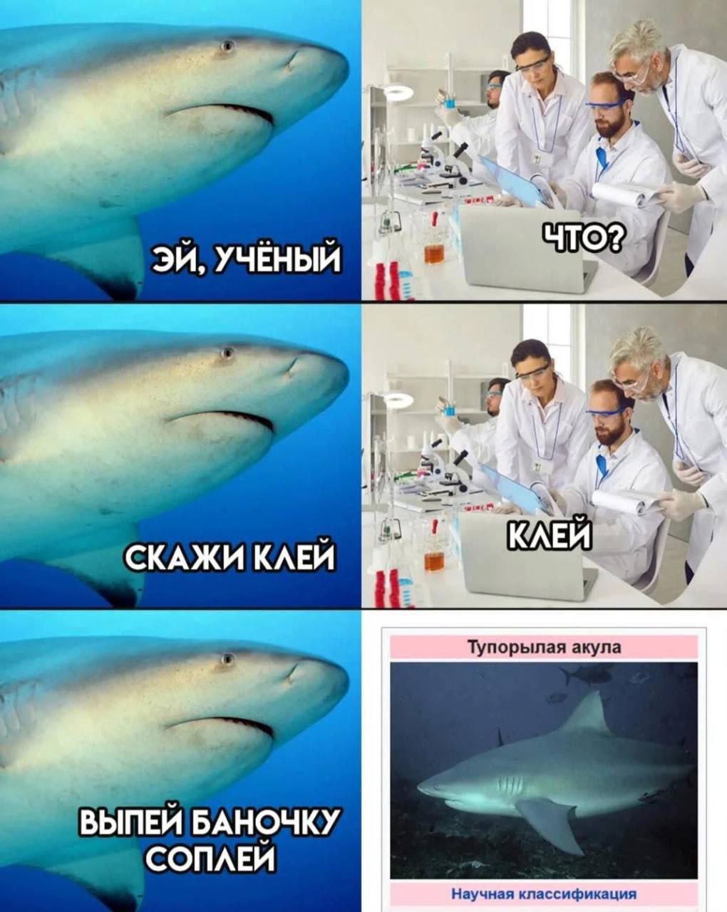 ЧТО? УЧЕНЫЙ KAEM СКАЖИ КЛЕЙ ВЫПЕЙ БАНОЧКУ СОПЛЕЙ Научная клессификация