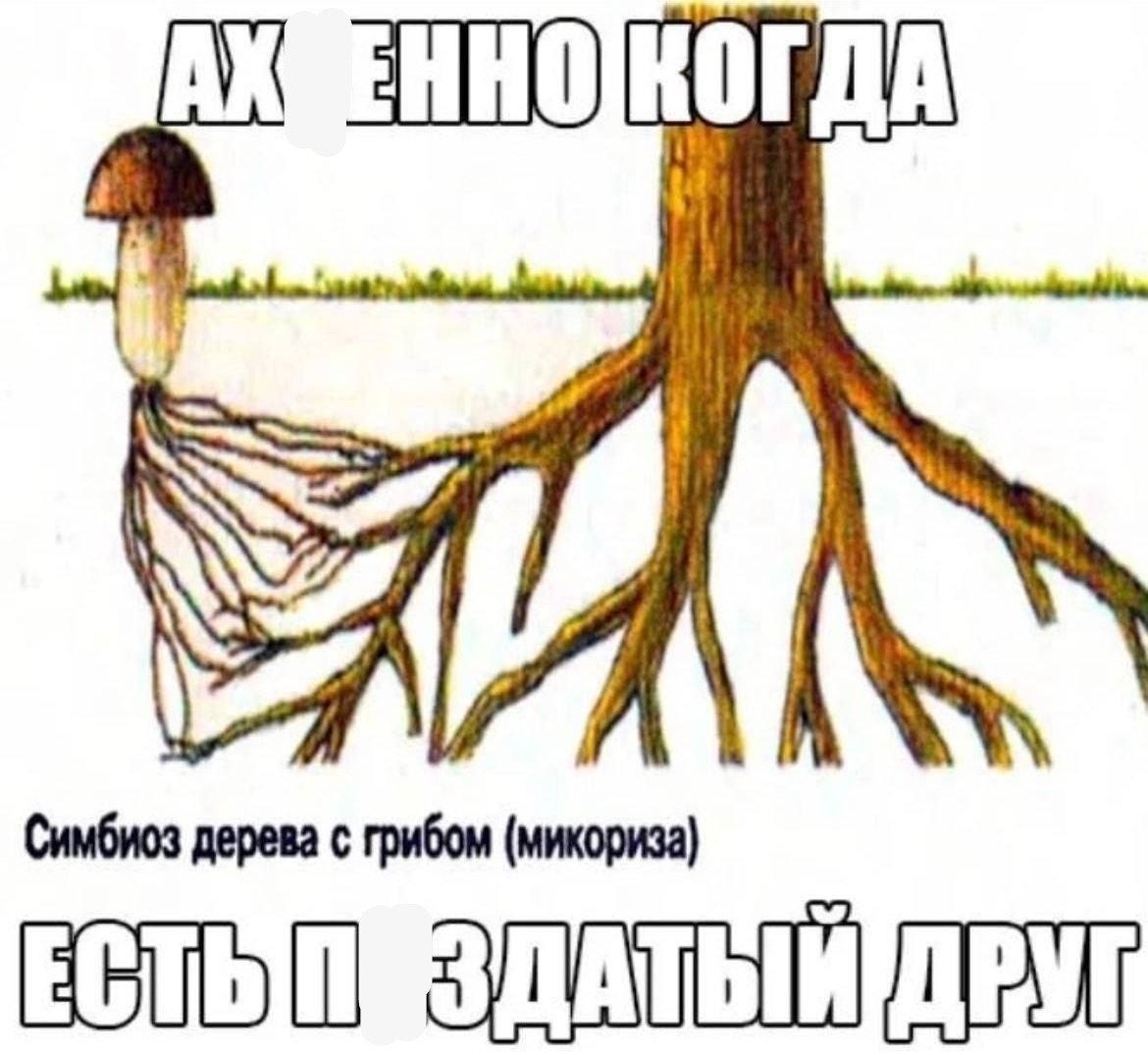 Симбиоз дерева с грибом (микориза) ДРУГ