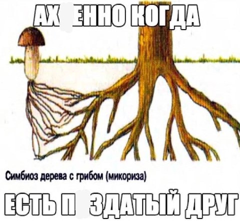 Симбиоз дерева с грибом (микориза) ДРУГ