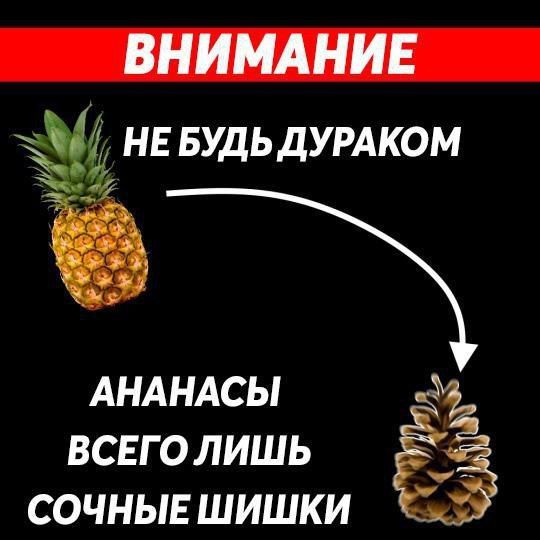 ВНИМАНИЕ НЕ БУДЬ ДУРАКОМ АНАНАСЫ ВСЕГО ЛИШЬ СОЧНЫЕ ШИШКИ
