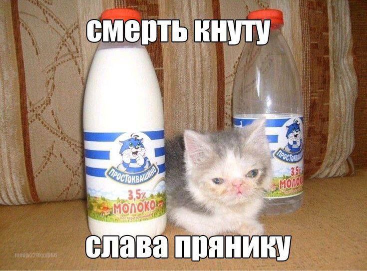смерть кнуту 3.5% слава прянику