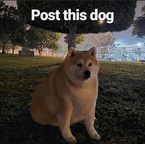 Post this dog