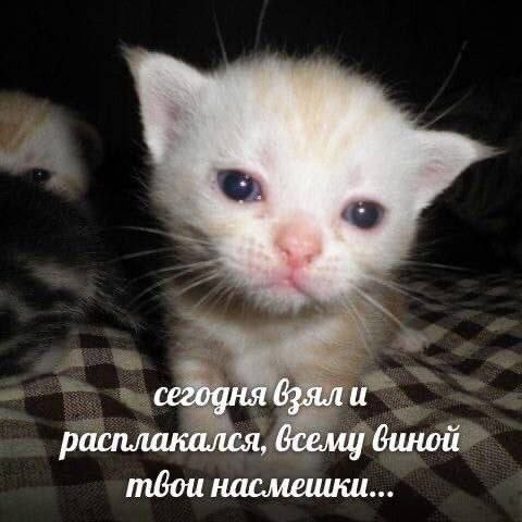 сегодня и расплакался, всему виной тбои насмешки...