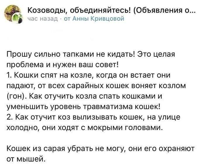 Козоводы, объединяйтесь! (Объявления о... час назад от Анны Кривцовой Прошу сильно тапками не кидать! Это целая проблема и нужен ваш совет! 1. Кошки спят на козле, когда он встает они падают, от всех 