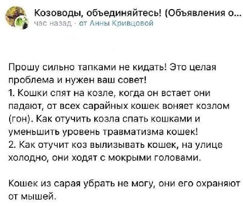 Козоводы, объединяйтесь! (Объявления о... час назад от Анны Кривцовой Прошу сильно тапками не кидать! Это целая проблема и нужен ваш совет! 1. Кошки спят на козле, когда он встает они падают, от всех 