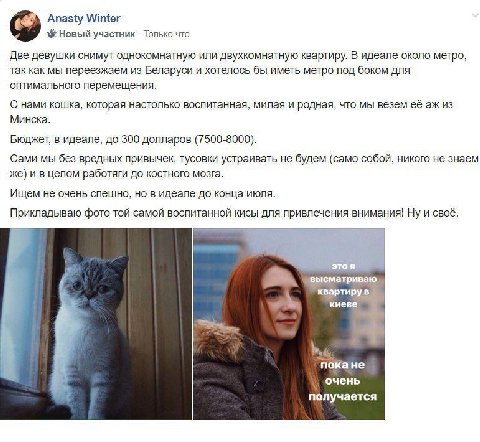 дорогие УКРАИНЦЫ 🇺🇦🇺🇦🇺🇦, хорошие люди и хорошая кошка ищут жильё в Киеве, поэтому, как говорится, хелб