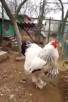 this chicken is an elden ring boss