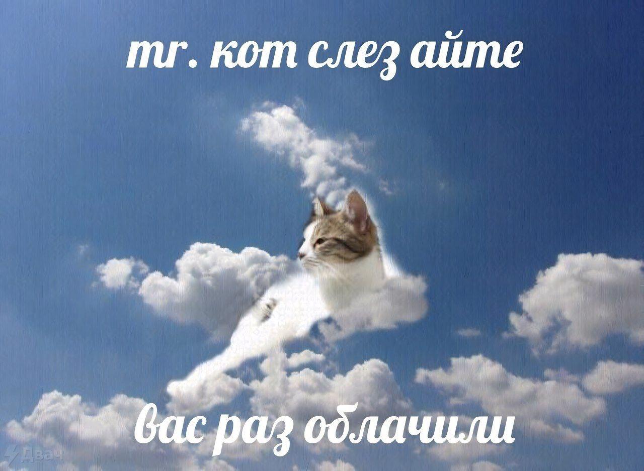 кот слез аите Bac, paz облачили