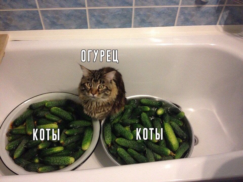 ОГУРЕЦ КОТЫ КОТЫ