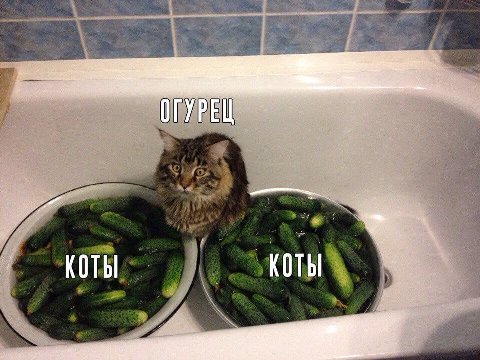 ОГУРЕЦ КОТЫ КОТЫ