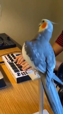 мем