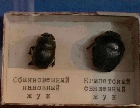 TOR навозный священны