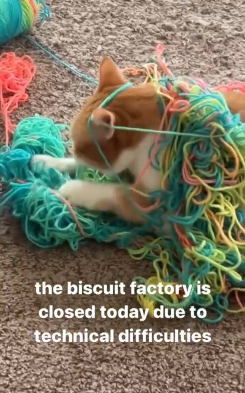 the biscuit factory is closed today due to difficulties