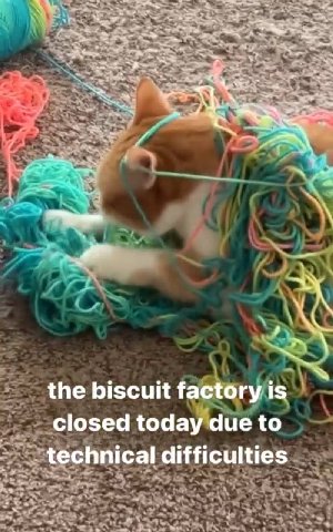 the biscuit factory is closed today due to difficulties