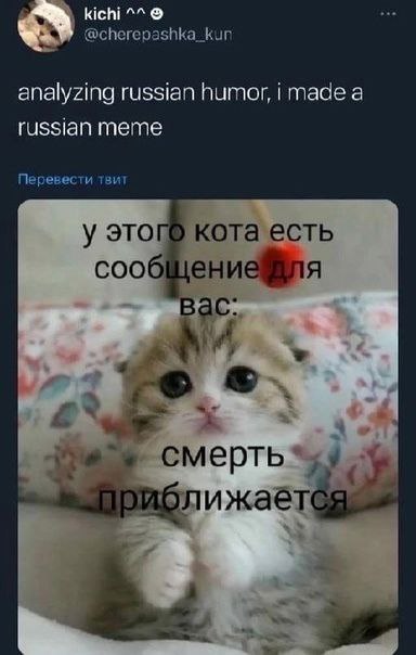"this cat have a message for you:
death is approaching"
he gets it