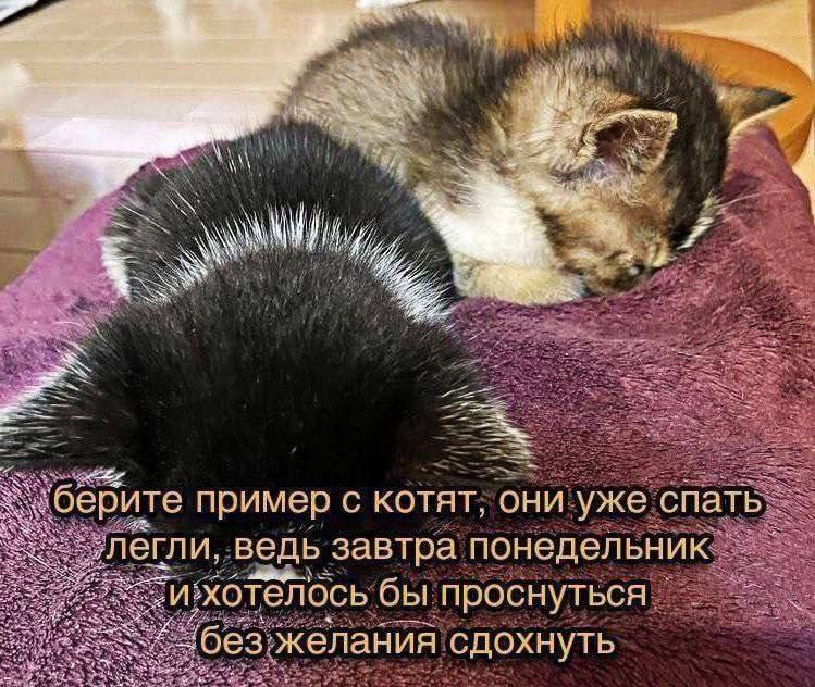Bly A и берите пример С КОТЯТ, ‘они уже спать егли, ведь завтра понедельник и: хотелось бы проснуться. Ges желания сдохнуть