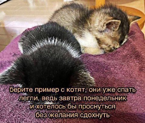 Bly A и берите пример С КОТЯТ, ‘они уже спать егли, ведь завтра понедельник и: хотелось бы проснуться. Ges желания сдохнуть