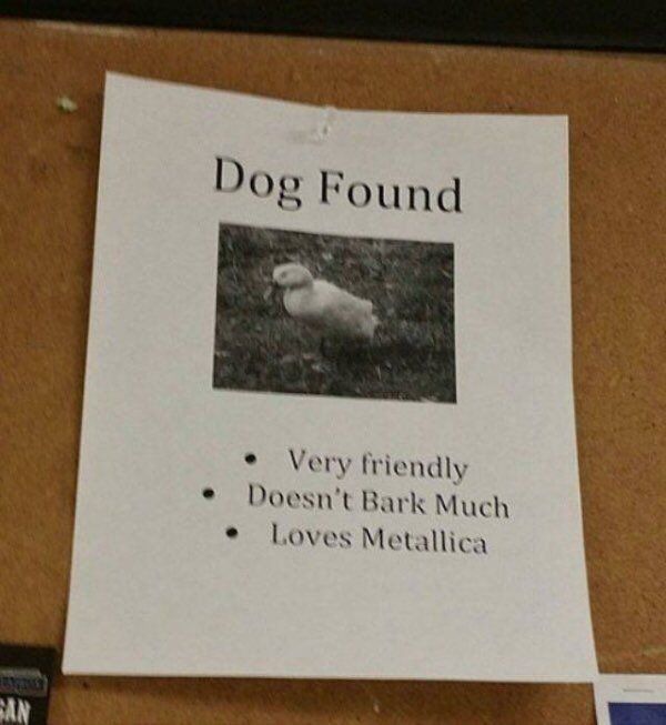 Dog Found Very friendly Bark Much Loves Metallica