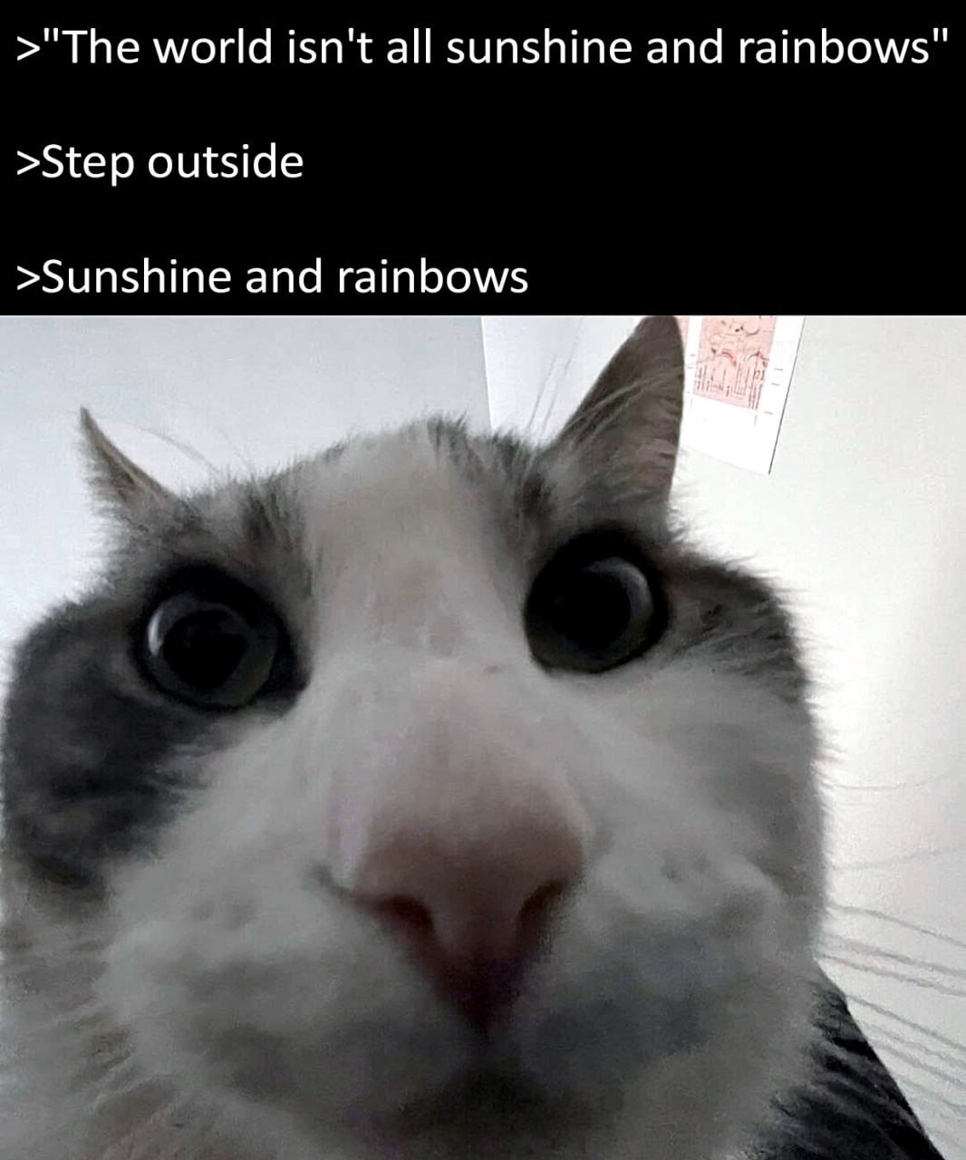 >"The world isn't all sunshine and rainbows" >Step outside >Sunshine and rainbows