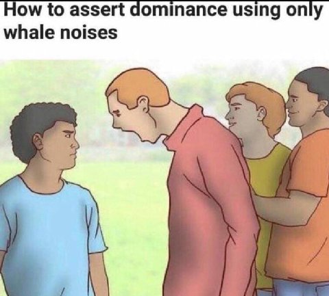 How to assert dominance using only whale noises