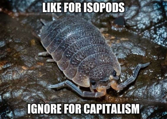 LIKE FOR ISOPODS FOR