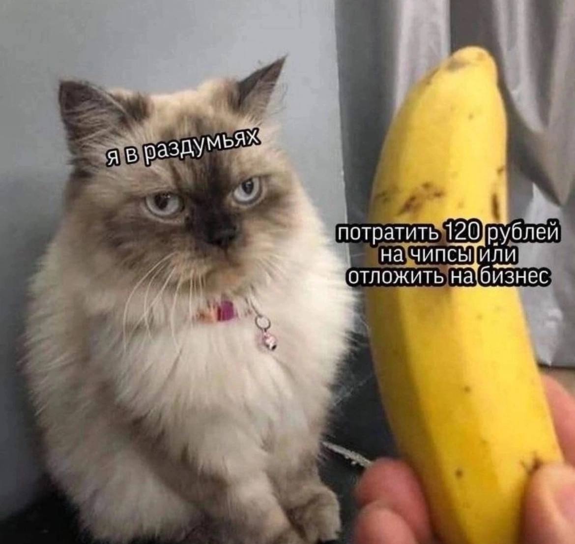 ashy потратить 120 на чипсыили отложить