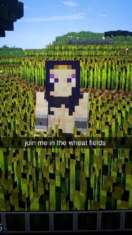 24 Join in the wheat fields