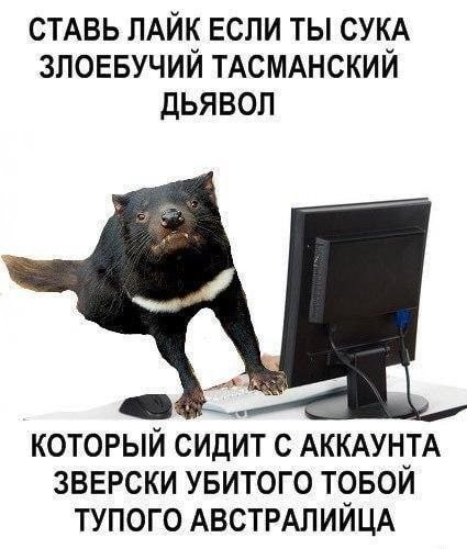 СТАВЬ ЛАЙК ЕСЛИ ТЫ СУКА ЗЛОЕБУЧИИ ТАСМАНСКИИ ДЬЯВОЛ КОТОРЫЙ СИДИТ С АККАУНТА ЗВЕРСКИ УБИТОГО ТОБОИ ТУПОГО АВСТРАЛИИЦА
