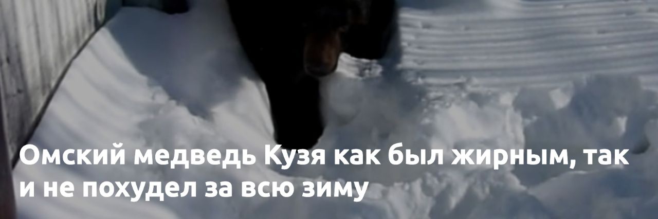 Все мы немного омский медведь Кузя