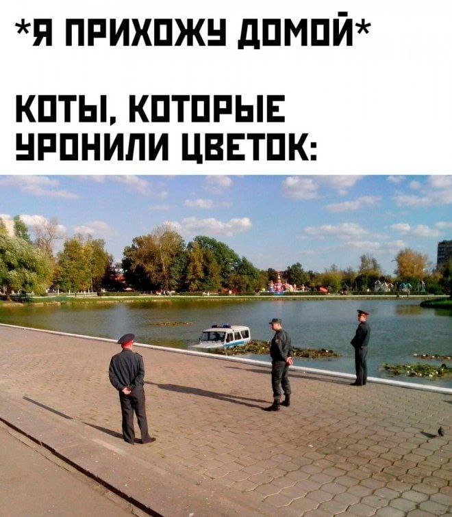 *Я ПРИХОЖУ ДОМОЙ* КОТЫ, КОТОРЫЕ УРОНИЛИ ЦВЕТОК: 2% at