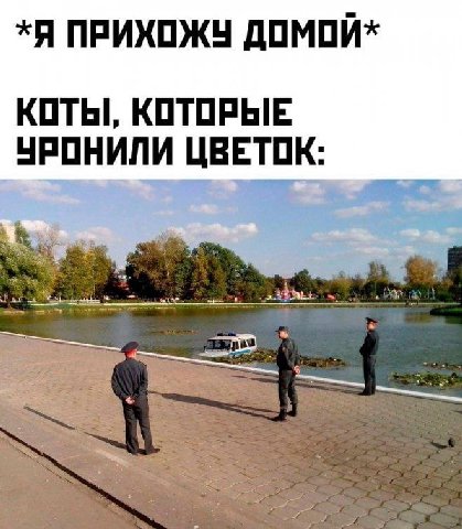 *Я ПРИХОЖУ ДОМОЙ* КОТЫ, КОТОРЫЕ УРОНИЛИ ЦВЕТОК: 2% at
