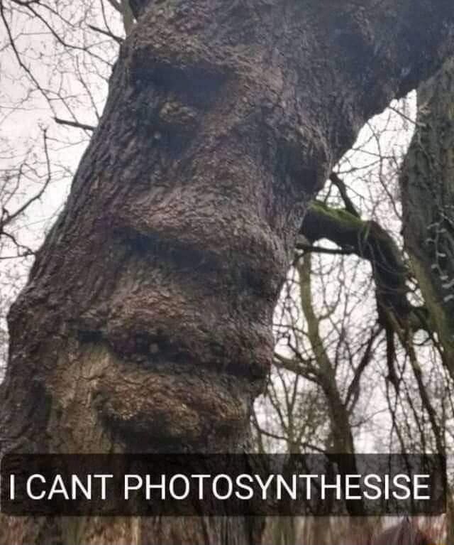 CANT PHOTOSYNTHESISE