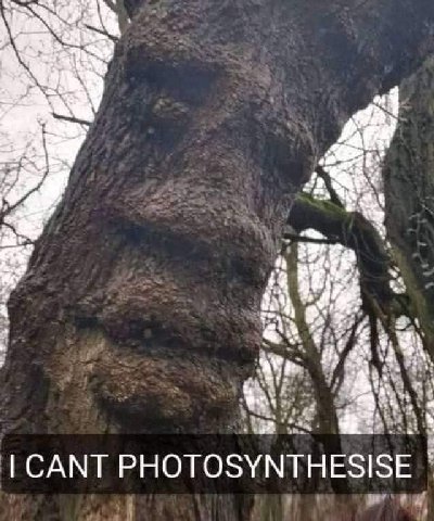 CANT PHOTOSYNTHESISE