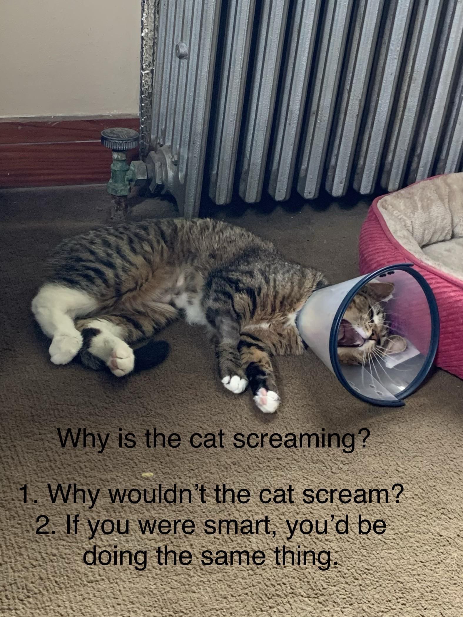 4 9 у у a A у Я у 4 7 7 7 i у 3 у 4 у 7 4 4 2 A 1 2 2 А В 6 4 We Why cat were smart, AS a the-same