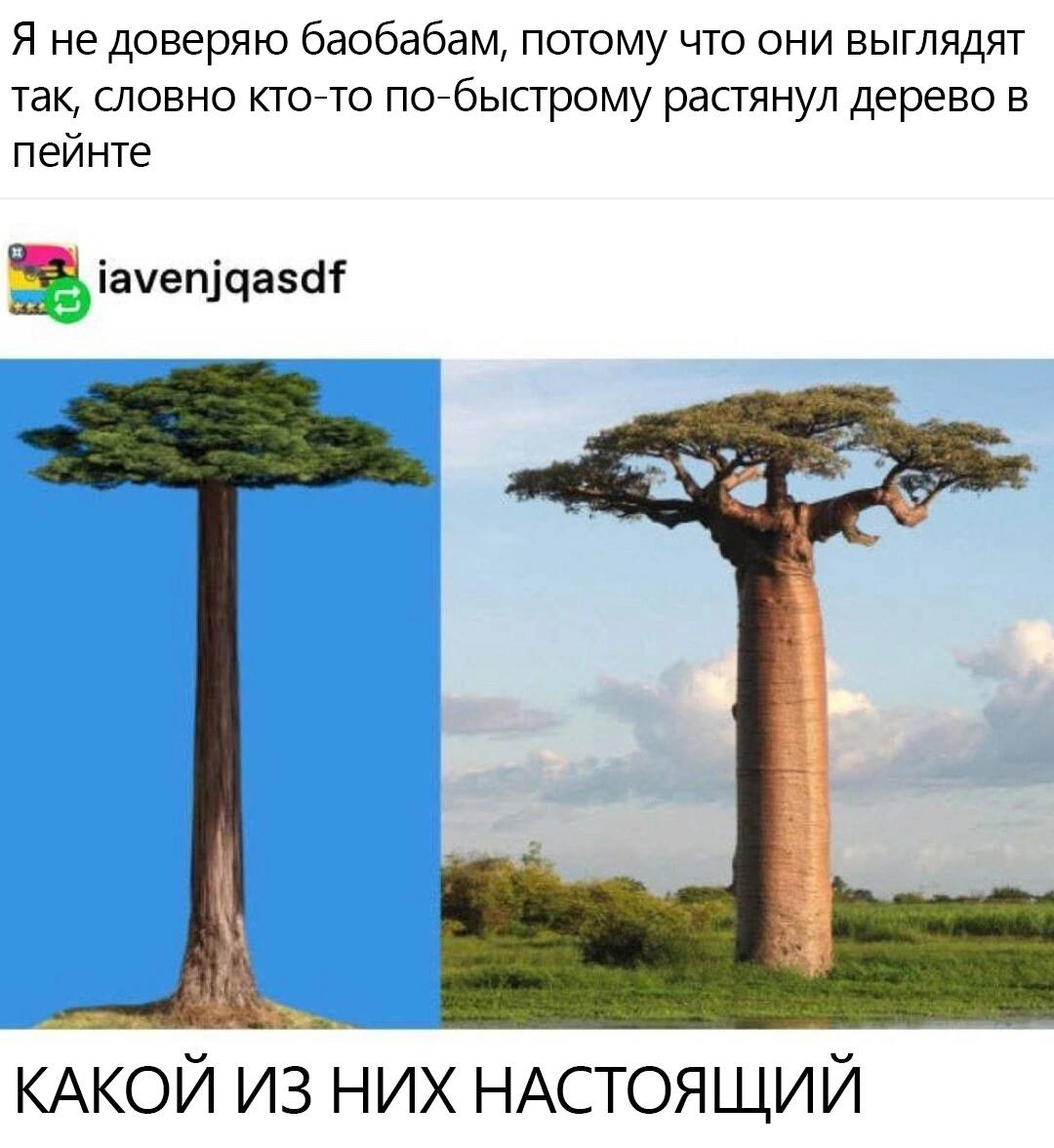 Я не доверяю баобабам, потому что они выглядят так, словно кто-то по-быстрому растянул дерево в пейнте iaveniqasdf КАКОЙ ИЗ НИХ НАСТОЯЩИЙ