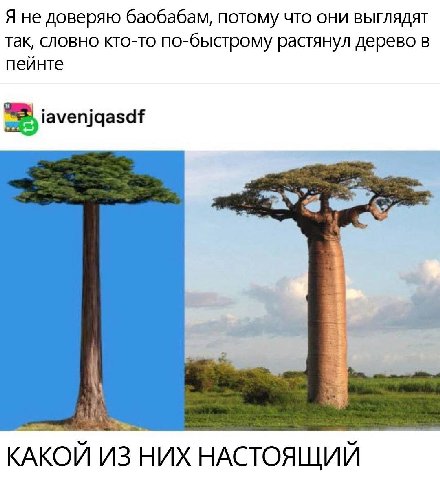 Я не доверяю баобабам, потому что они выглядят так, словно кто-то по-быстрому растянул дерево в пейнте iaveniqasdf КАКОЙ ИЗ НИХ НАСТОЯЩИЙ