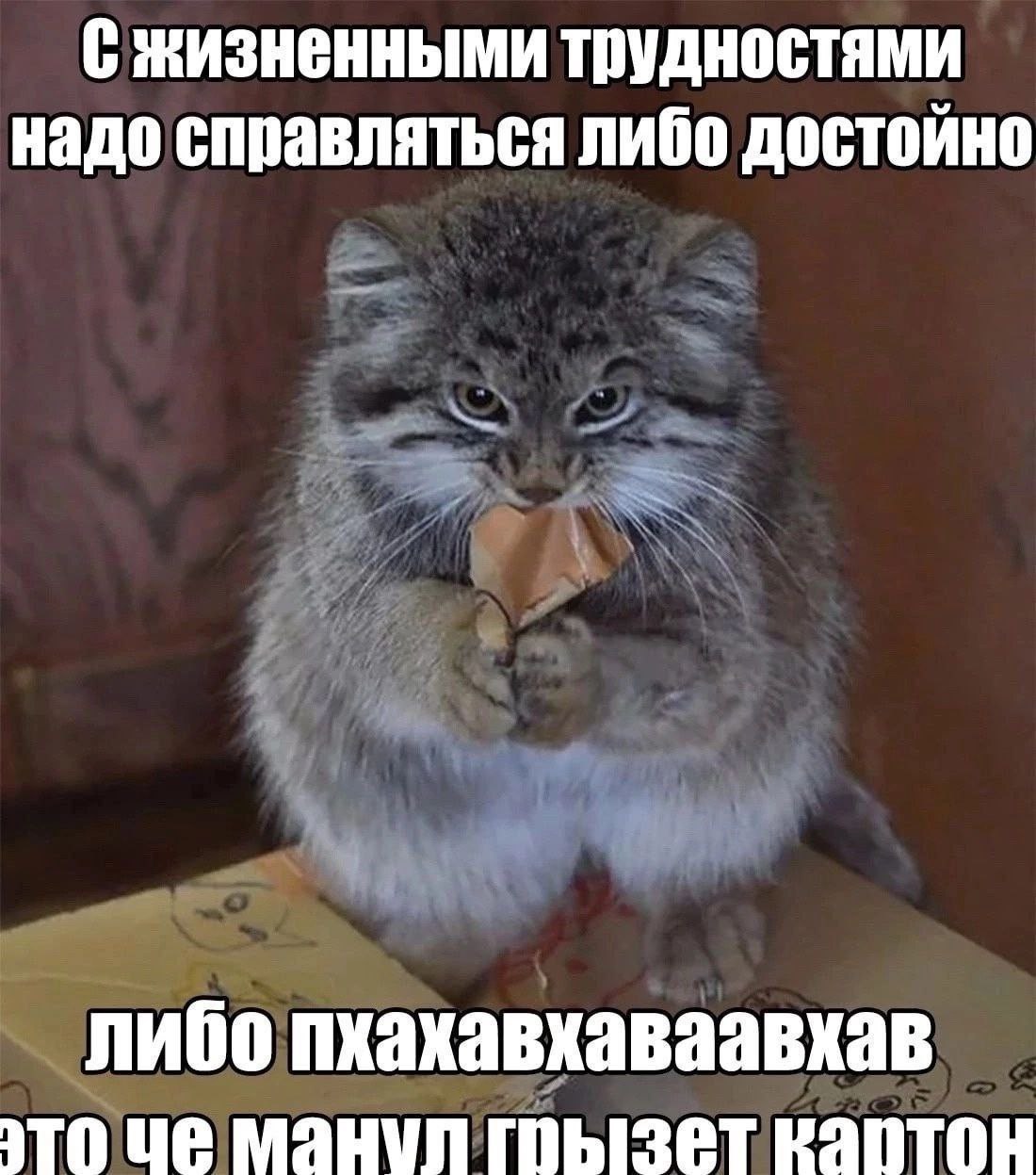 С жизненными трудностями надо справляться либо достойно либо пхахавхаваавхав это грызет