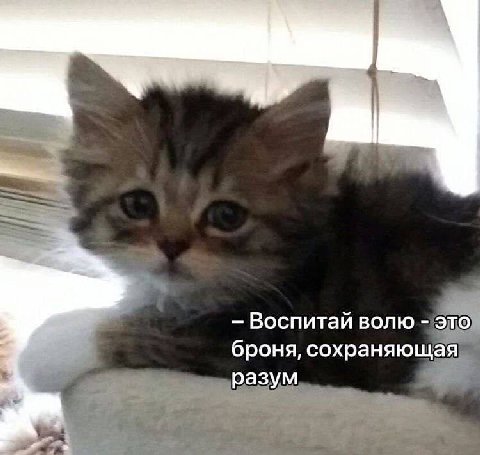 Воспитай волю это броня, сохраняющая разум