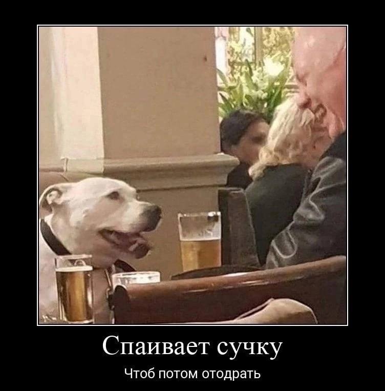 we Спаивает сучку Чтоб потом отодрать