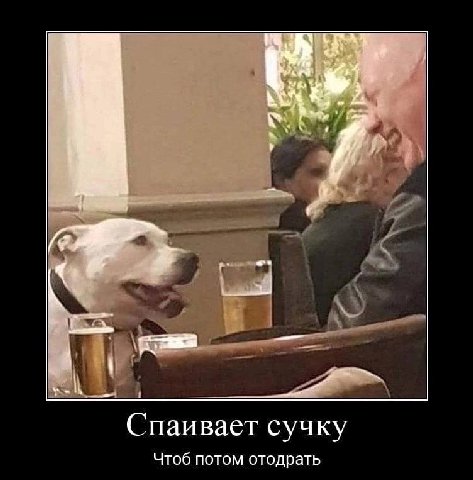we Спаивает сучку Чтоб потом отодрать