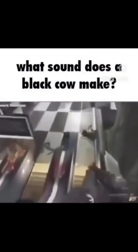 what sound does black cow make?