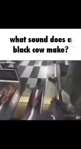 what sound does black cow make?