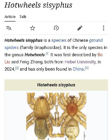 Hotwheels sisyphus Article Talk о Hotwheels sisyphus is a species of Chinese ground spiders (family Gnaphosidae). It is the only species in the genus It was first described Liu and Feng Zhang, both fr