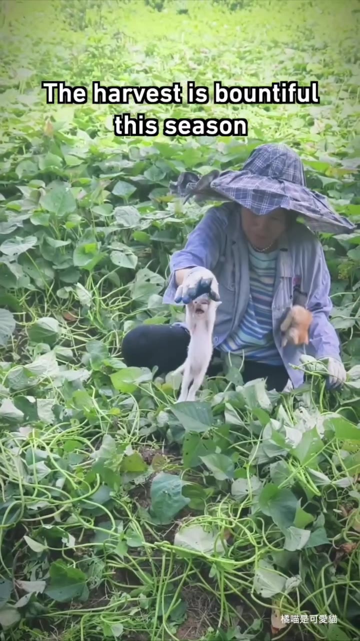 м Blihejhanvest is]bountifuliss. ©} Thejharvest is bountiful,
