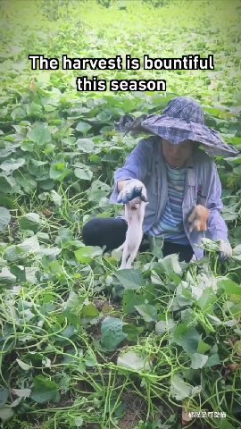м Blihejhanvest is]bountifuliss. ©} Thejharvest is bountiful,