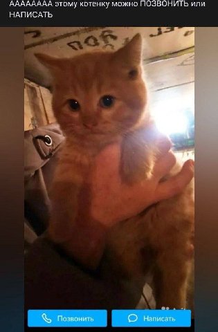 АААААААА этому котенку можно ПОЗВОНИТЬ или НАПИСАТЬ Позвонить Написать