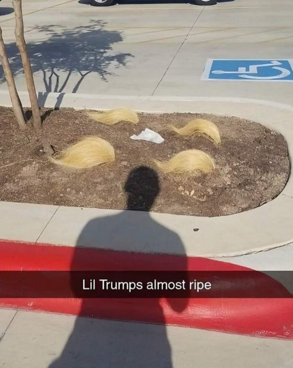 Lil Trumps almost ripe