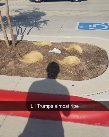Lil Trumps almost ripe